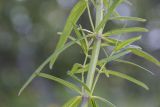 Dracocephalum ruyschiana