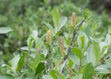 Salix glauca