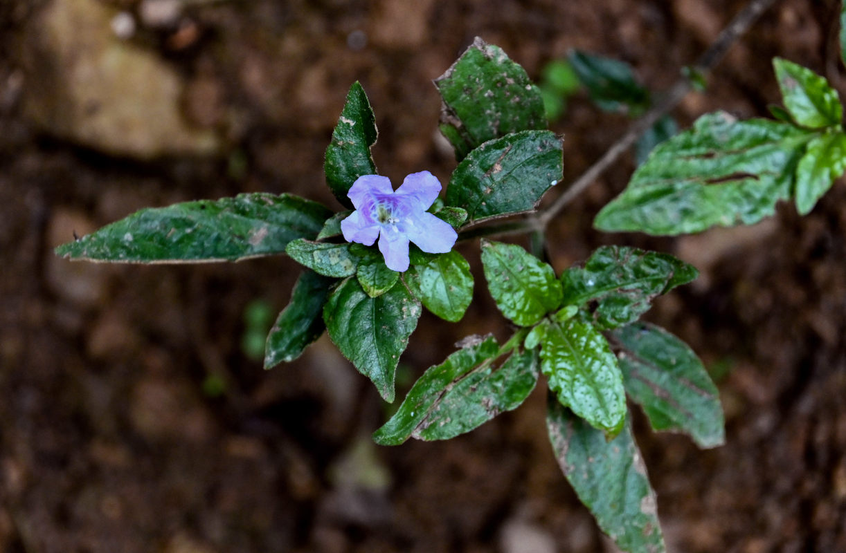 Изображение особи Strobilanthes tetraspermus.