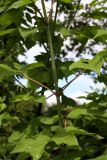 Acer negundo