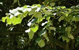 genus Tilia. Верхушка ветки плодоносящего растения. Бельгия, пров. Эно, окр. Турне, г. Турне, Музейный парк (Parc du Musée) озеленение. Август.