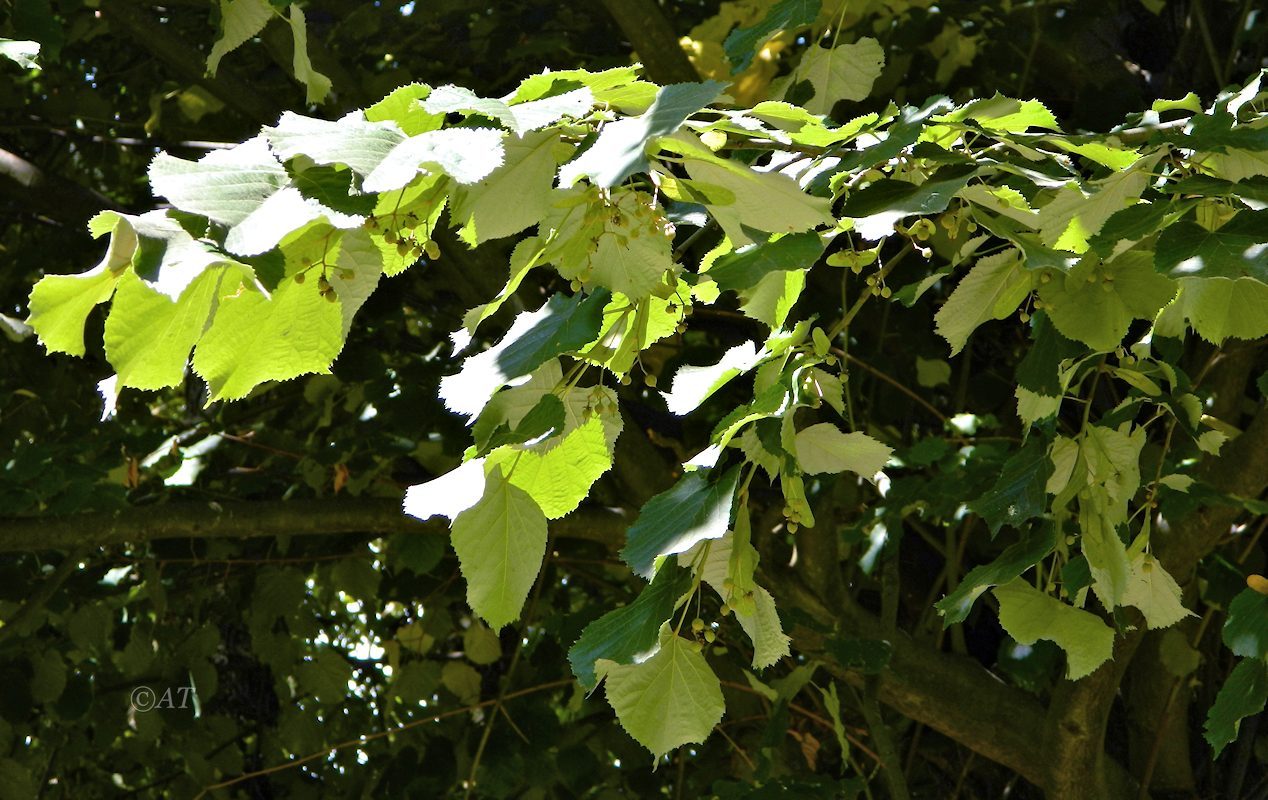 Изображение особи род Tilia.