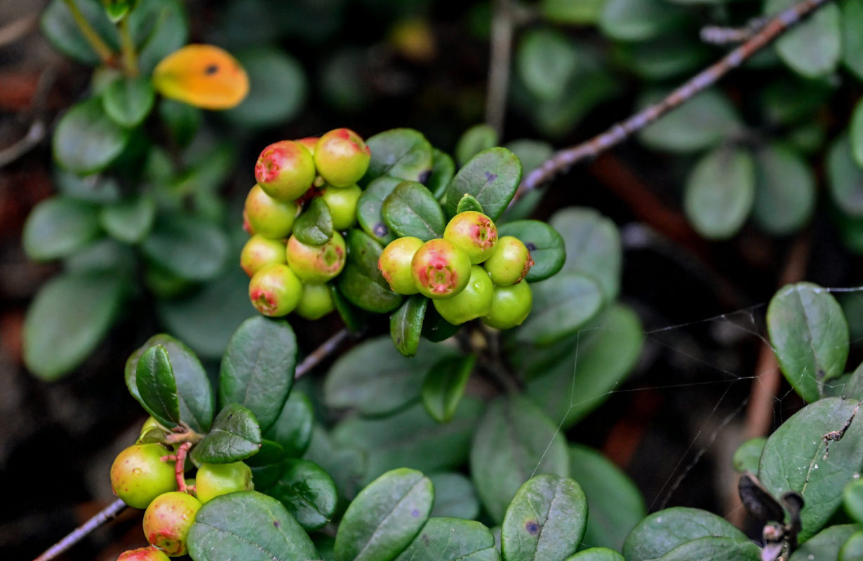 Изображение особи Vaccinium vitis-idaea.