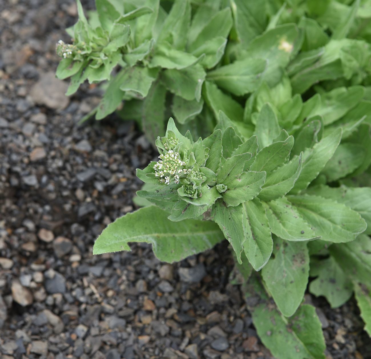 Image of Cardaria draba specimen.
