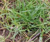 Leptaleum filifolium. Цветущее растение. Узбекистан, Самарканд, холмы Афросиаба, интенсивно выпасаемая степь с доминированием Carex pachystylis. 28.03.2025.