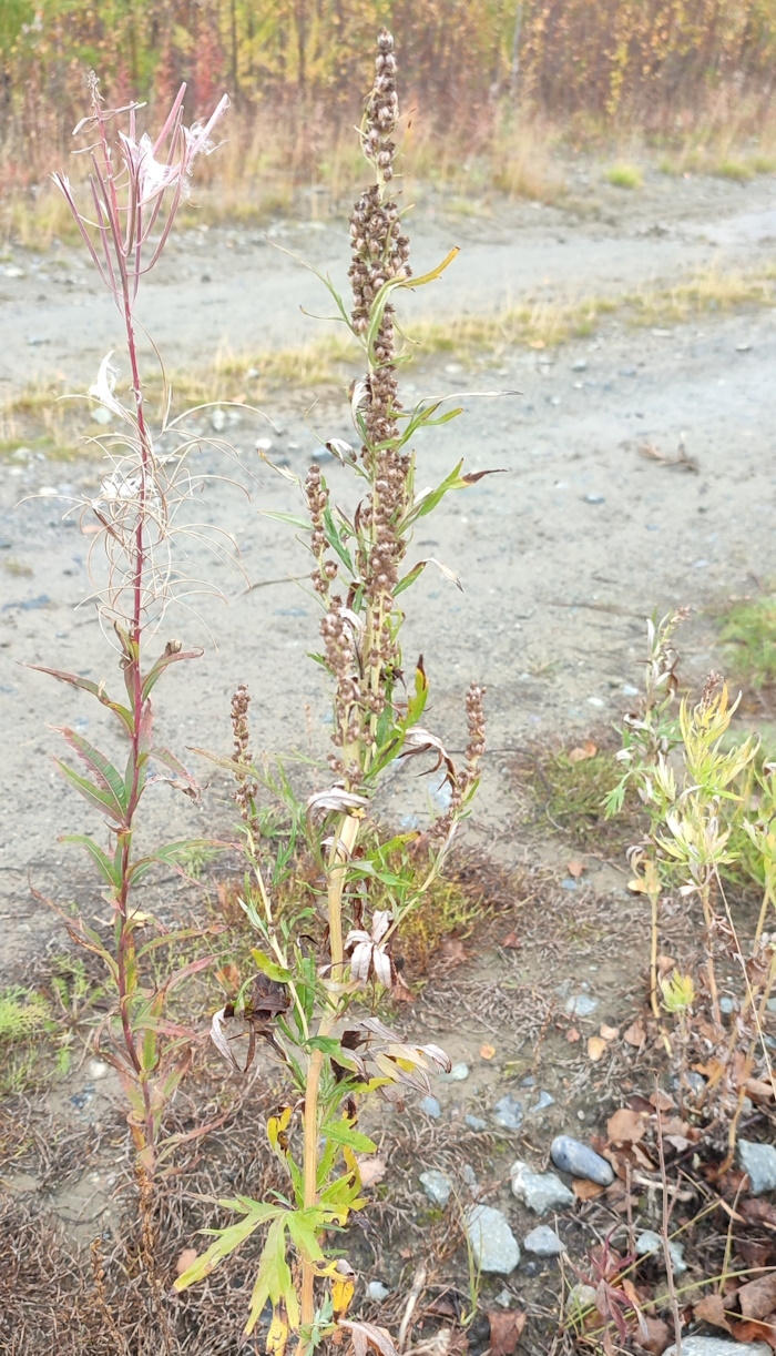 Image of Artemisia tilesii specimen.