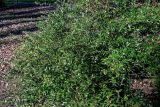 Sarcococca ruscifolia