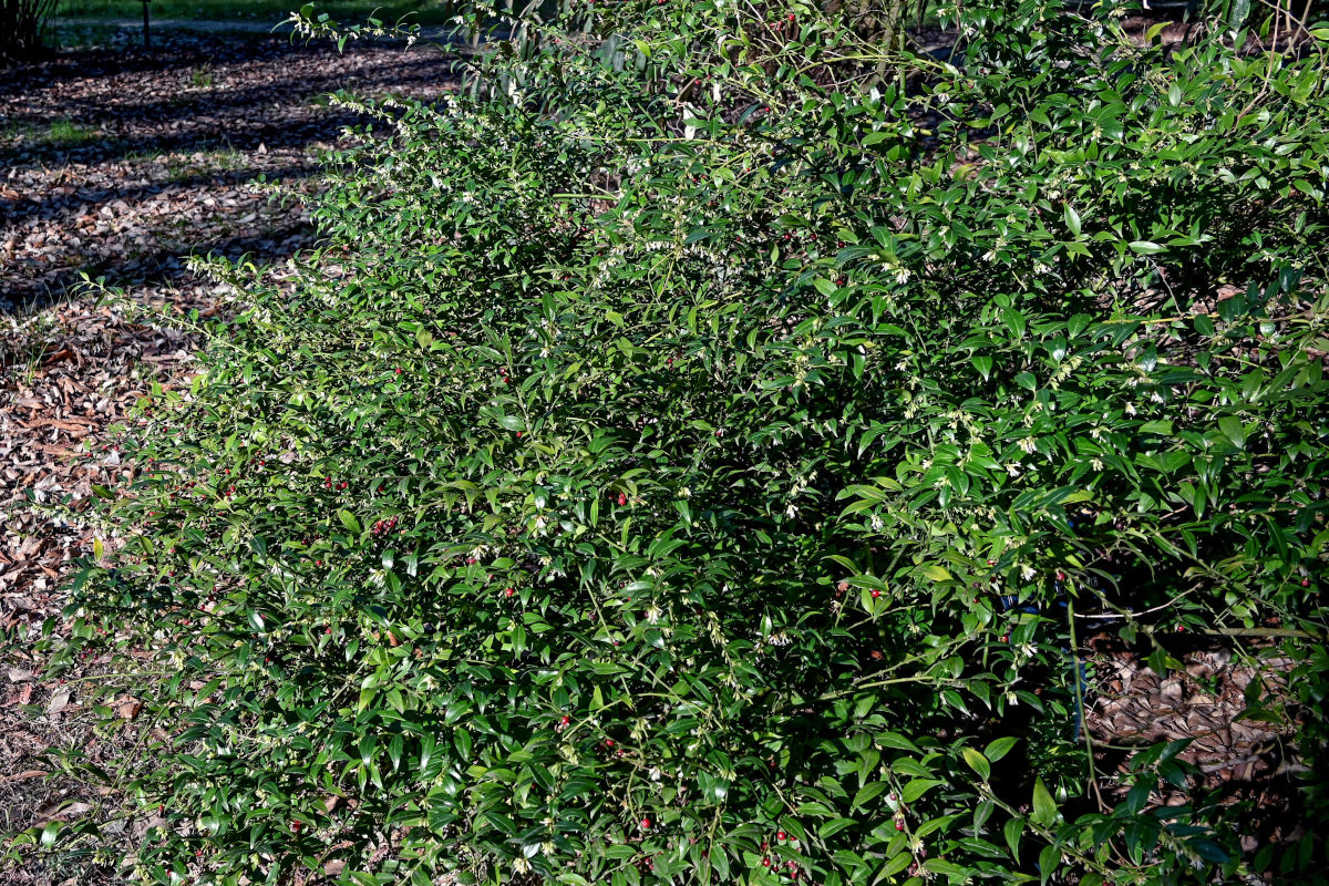 Image of Sarcococca ruscifolia specimen.