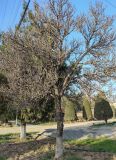 Fraxinus sogdiana