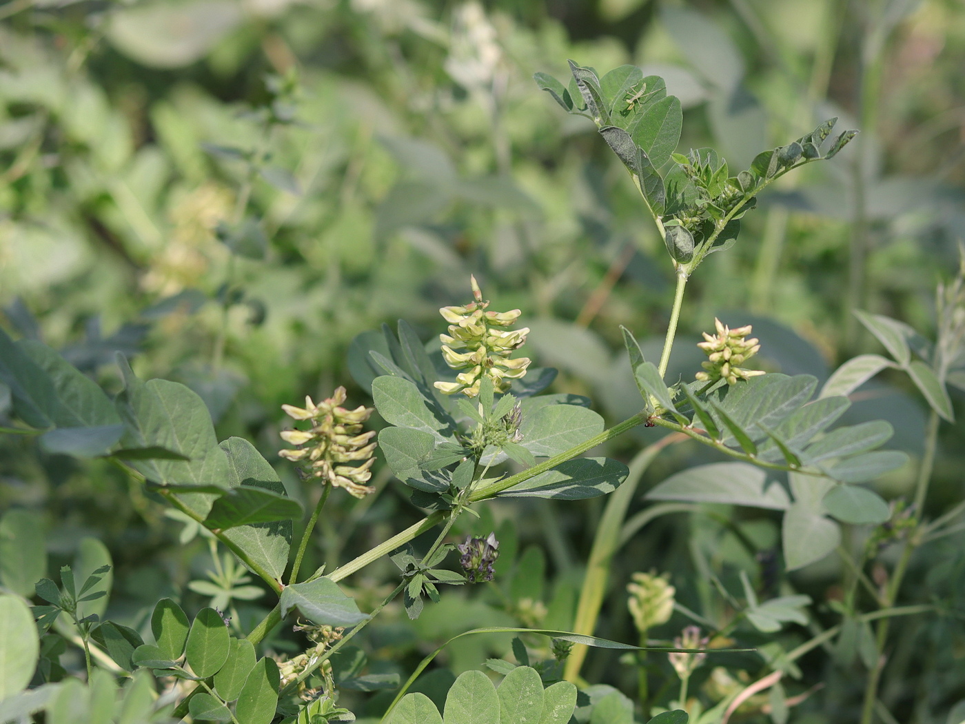 Image of Astragalus glycyphylloides specimen.