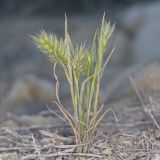 Eremopyrum orientale