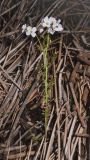 Cardamine pratensis