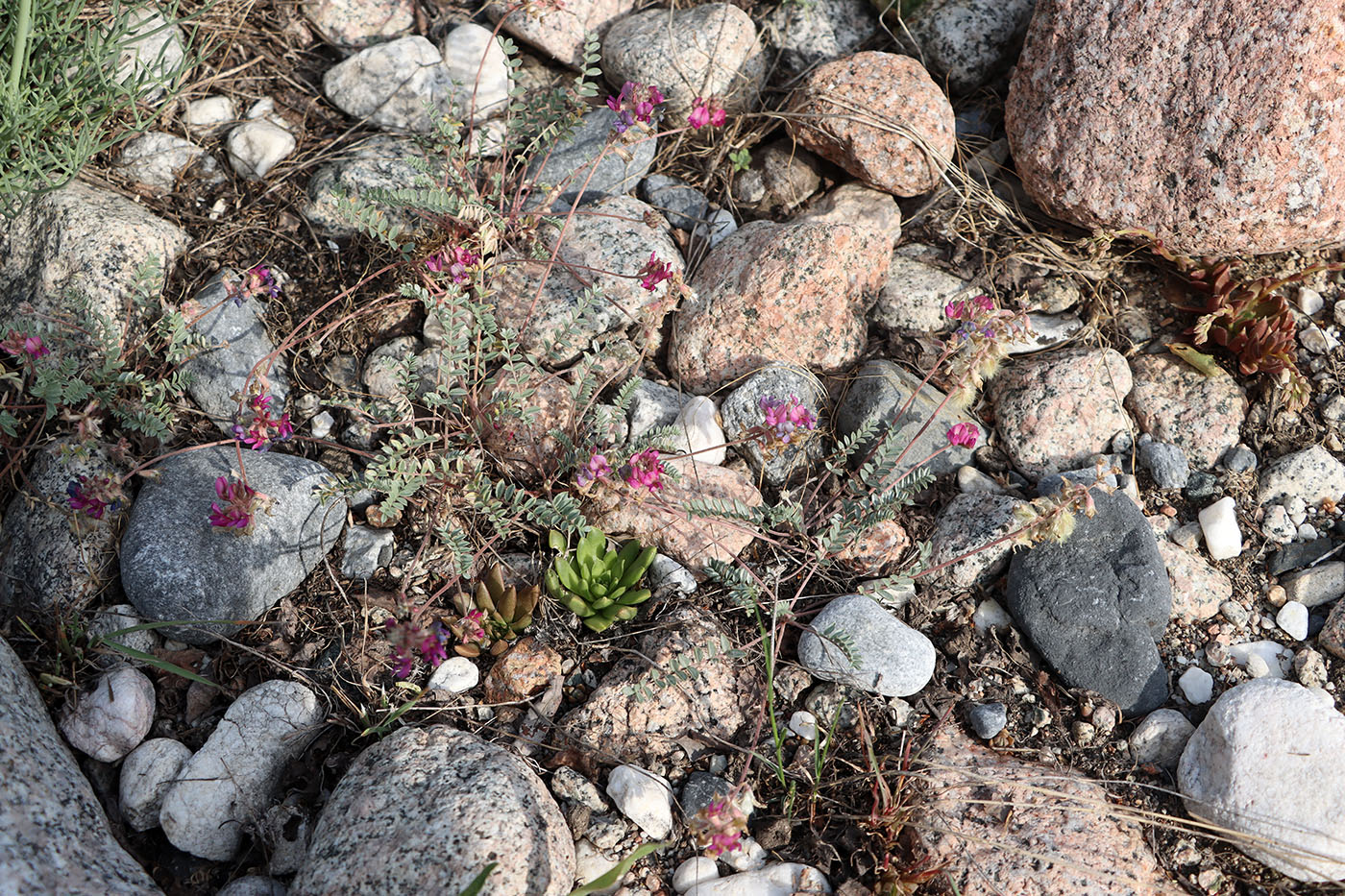 Изображение особи Oxytropis caespitosula.
