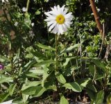 Leucanthemum maximum