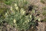 genus Onosma. Цветущие растения. Турция, ил Ван, р-н Битлис, восточный склон горы Немрут, сырт Магара, горная степь. 21 мая 2025 г.