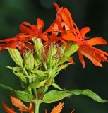 Image of taxon representative. Author is Вера Волкотруб
