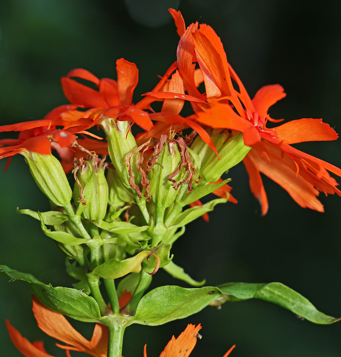 Image of Lychnis cognata specimen.