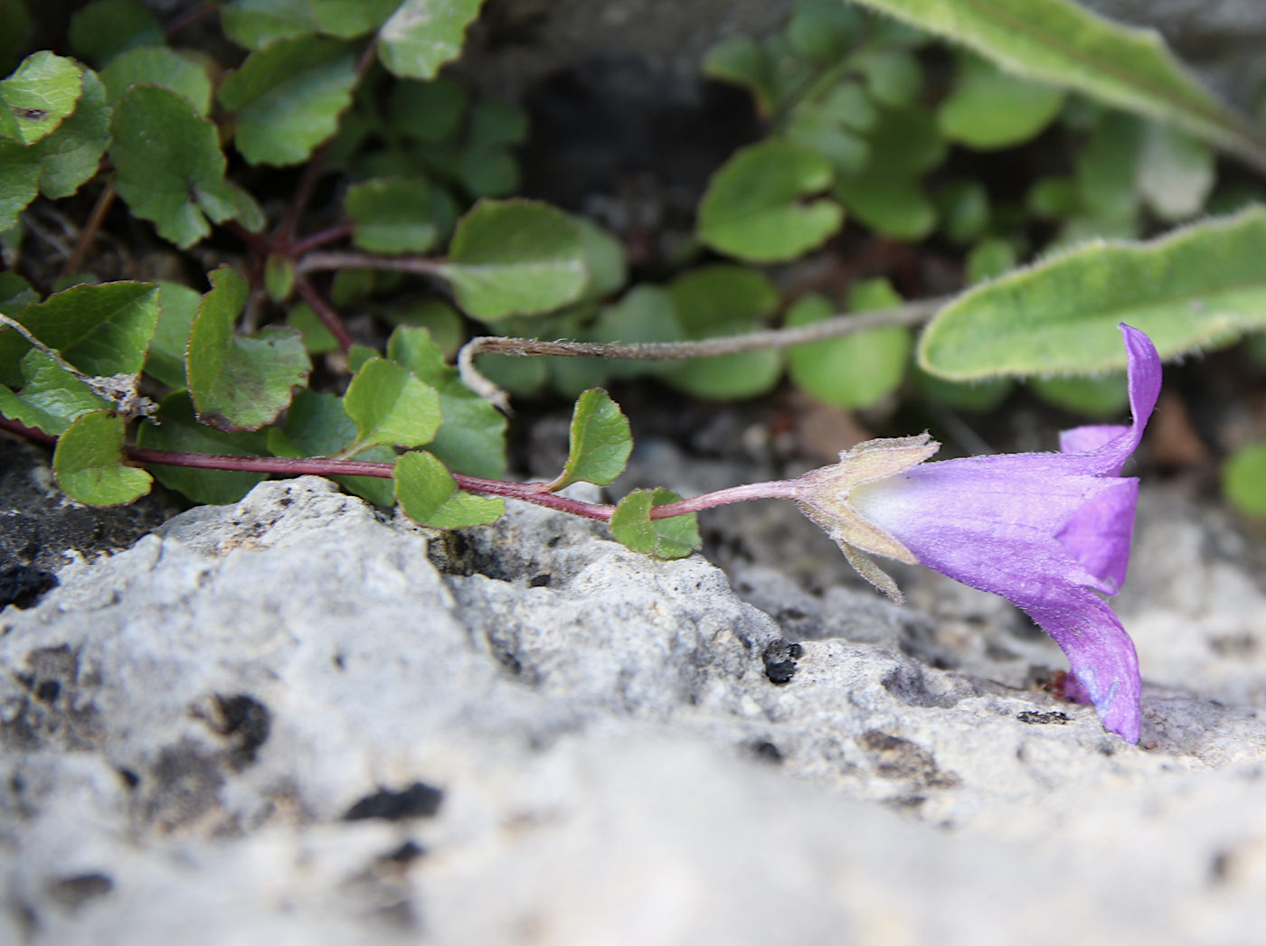 Изображение особи Campanula andina.