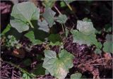 Mycelis muralis