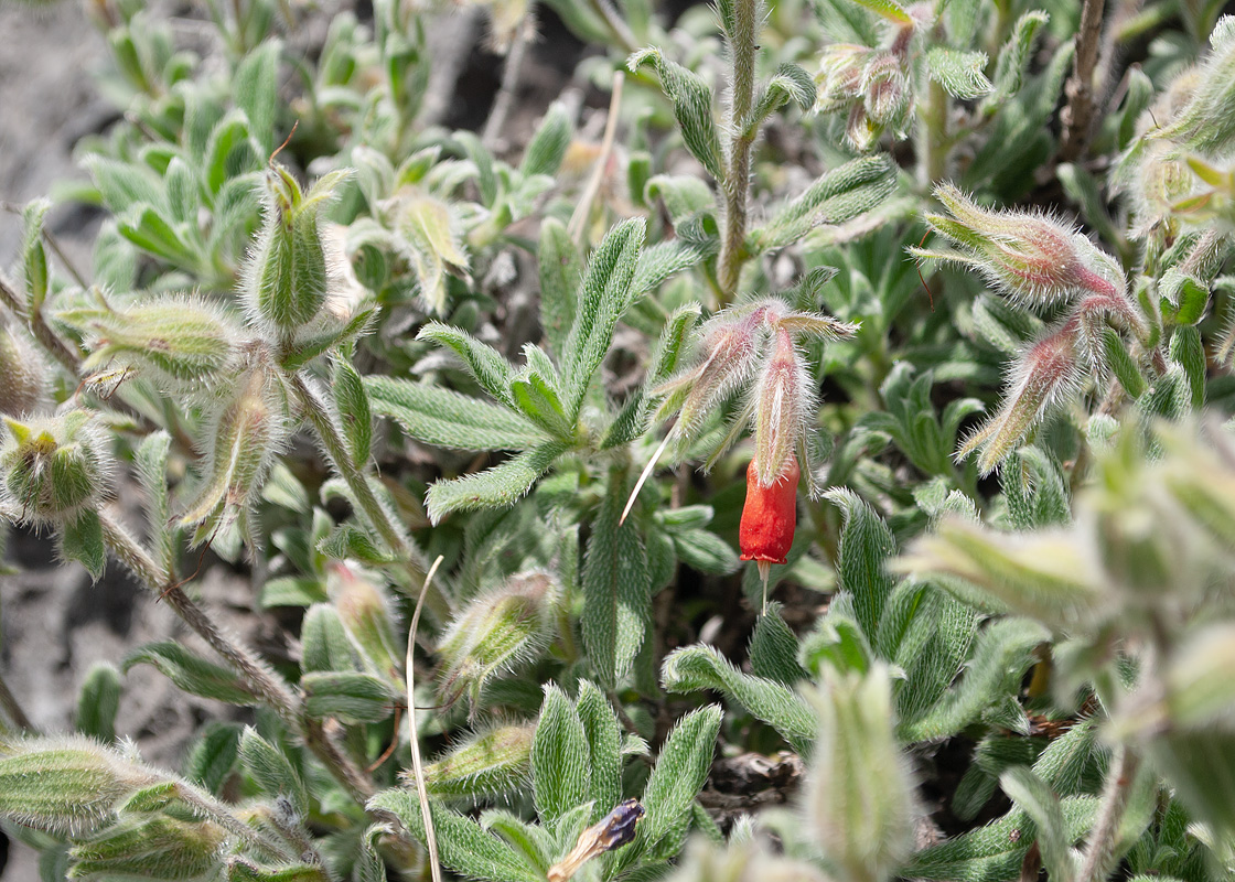 Изображение особи Onosma frutescens.