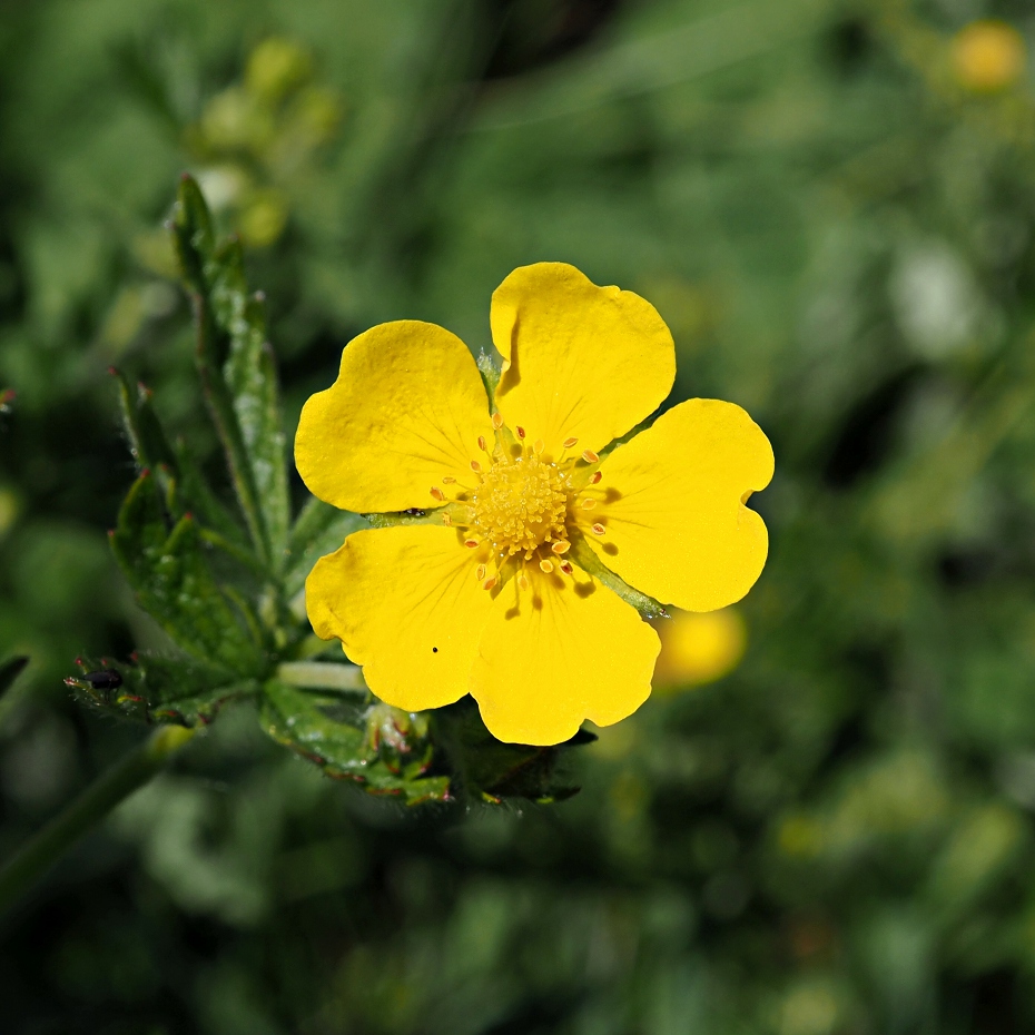 Изображение особи Potentilla recta.