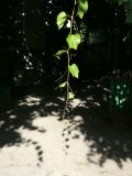 Vitis × bacoi. Побег. Республика Молдова, муниципалитет Кишинёв, г. Кодру, частная усадьба. 14 августа 2025 г.
