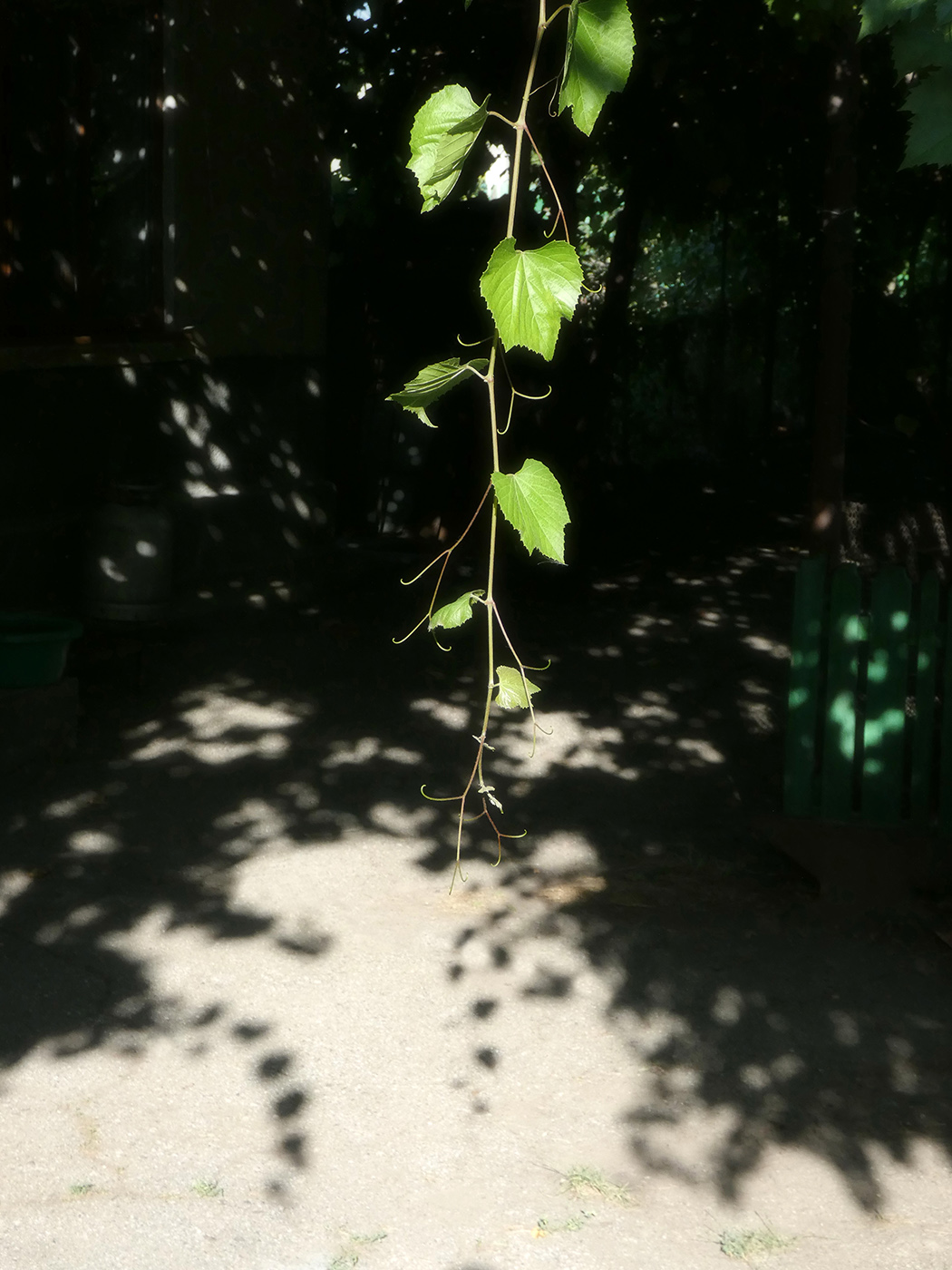 Image of Vitis × bacoi specimen.