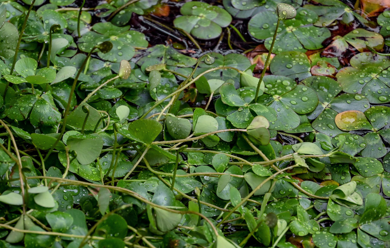 Изображение особи Marsilea mutica.