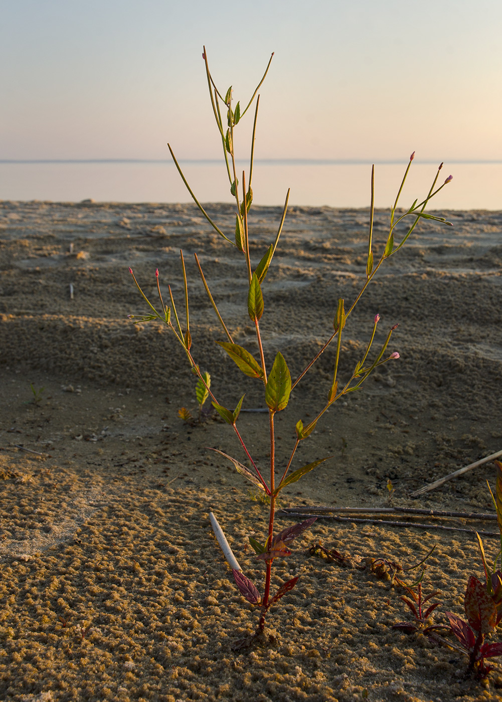 Изображение особи Epilobium adenocaulon.