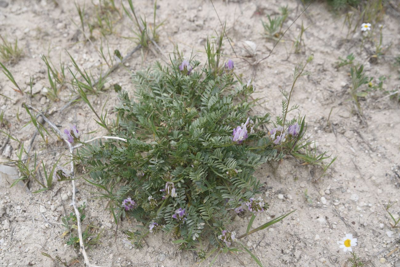 Image of Unknown species specimen.