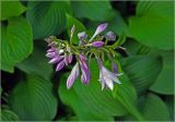 Hosta albomarginata