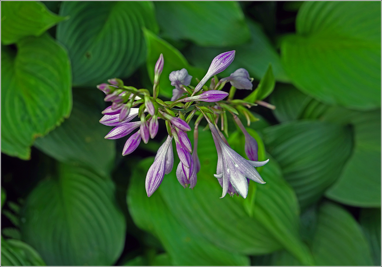 Image of Hosta albomarginata specimen.