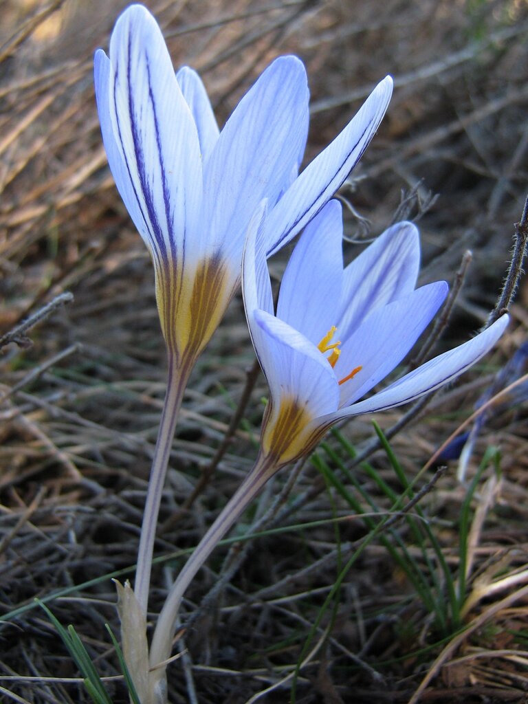 Изображение особи Crocus randjeloviciorum.