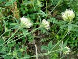 Trifolium caucasicum