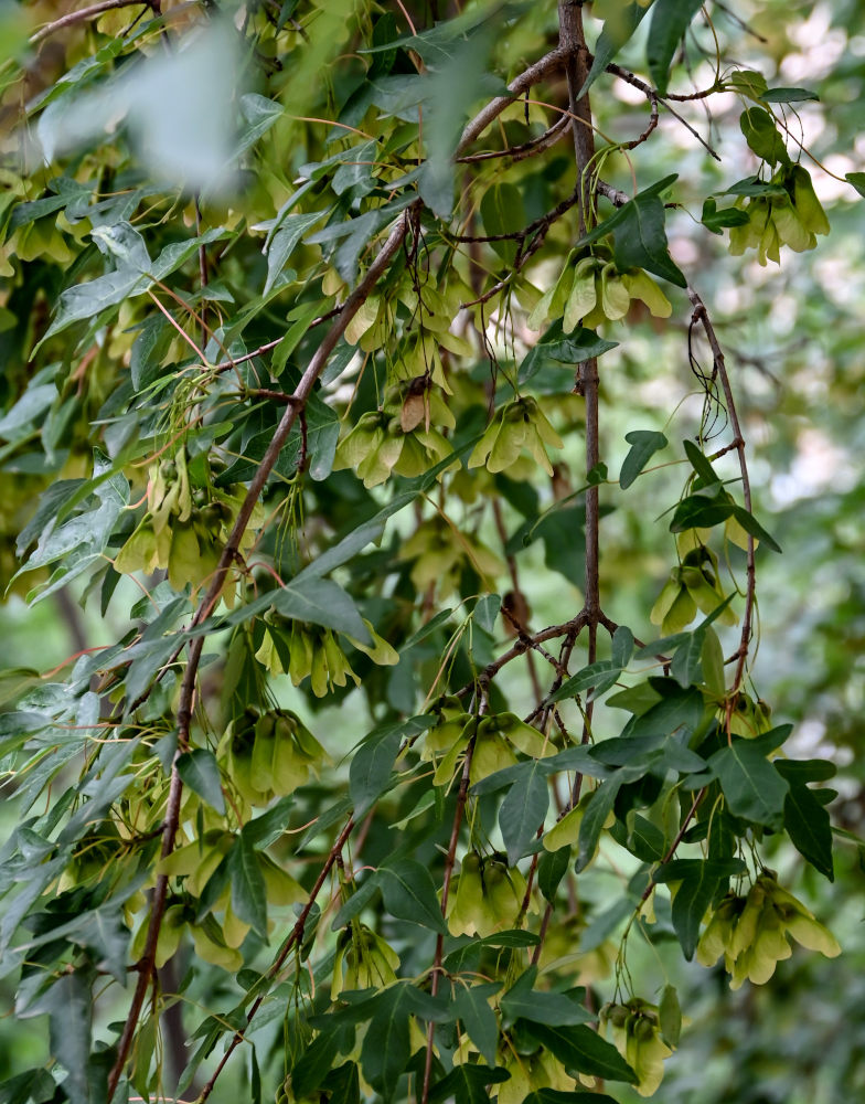 Изображение особи род Acer.