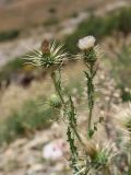 Cirsium semenowii. Верхушки побегов с цветущим и развивающимися соцветиями. Узбекистан, Ташкентская обл., Угам-Чаткальский национальный парк, Пскемский хр., ур. Аккапчигай, ок. 2600 м н.у.м., каменисто-щебнистый склон. 07.08.2025.