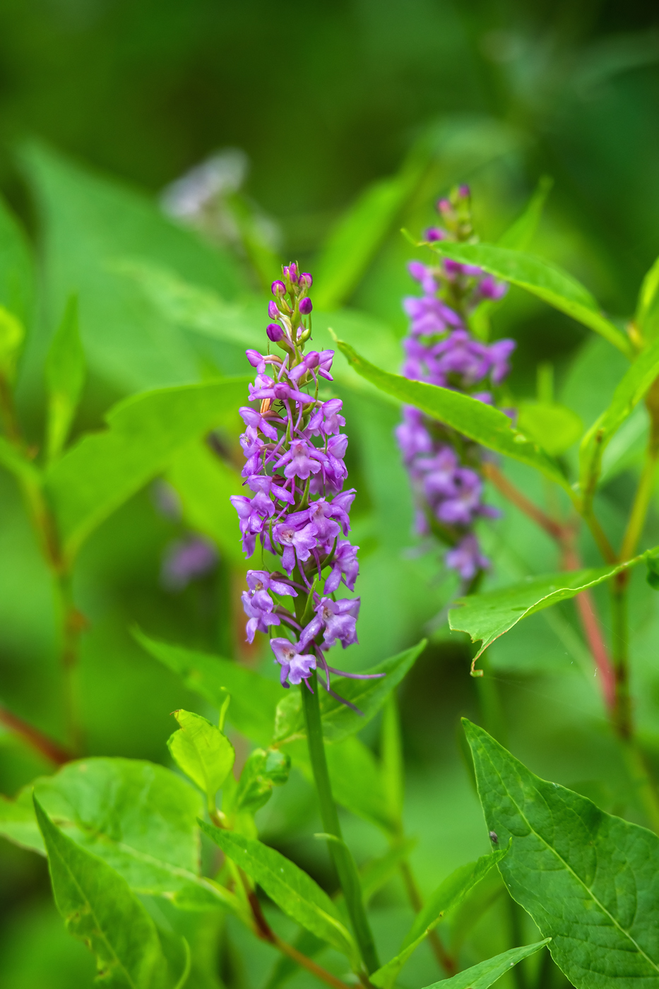 Image of Gymnadenia conopsea specimen.