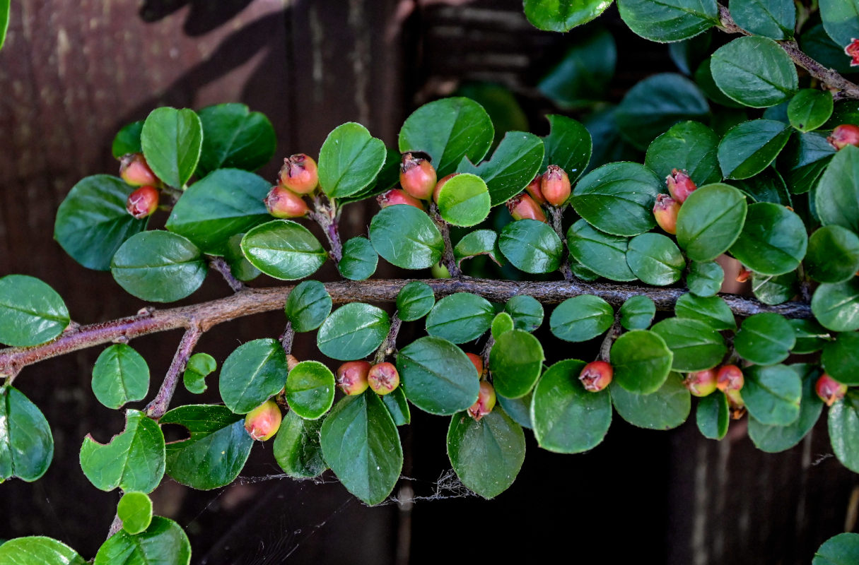 Image of Cotoneaster horizontalis specimen.