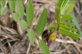 Vicia grandiflora
