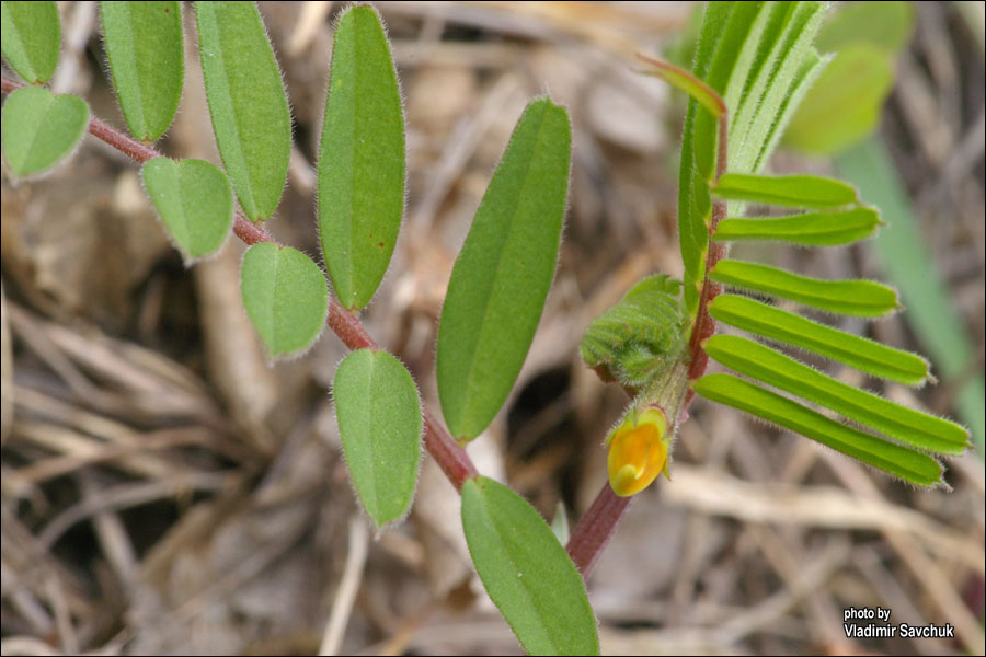 Изображение особи Vicia grandiflora.