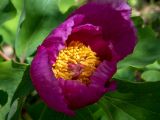 Paeonia daurica. Цветок. Крым, окр. г. Судак, северный склон горы Перчем, дубово-грабовый лес, возле грунтовой дороги. 23.04.2025.