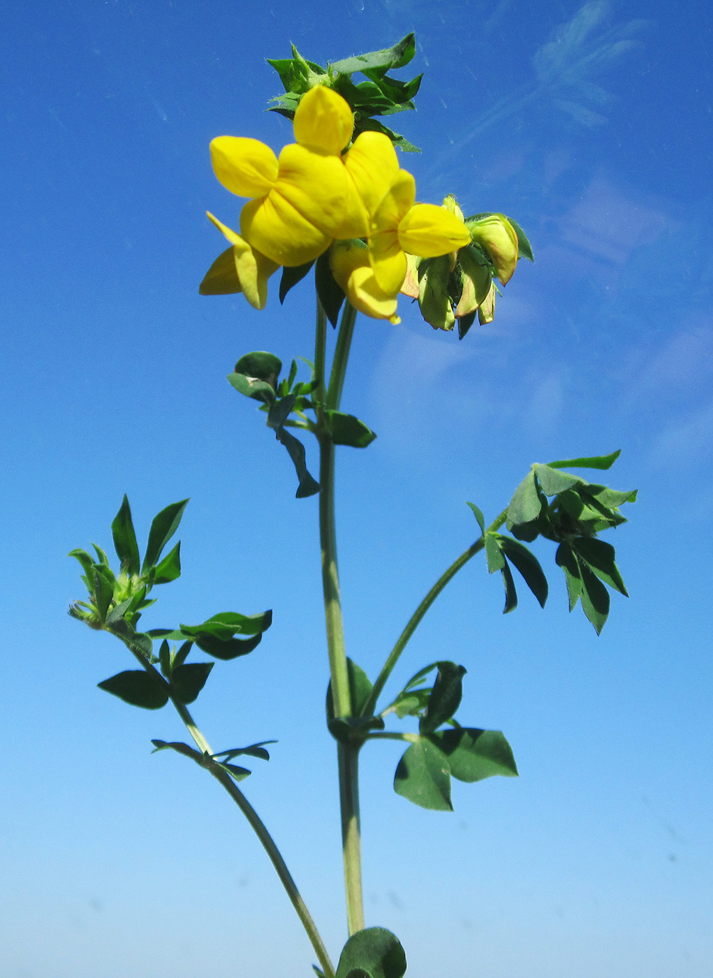 Изображение особи род Lotus.