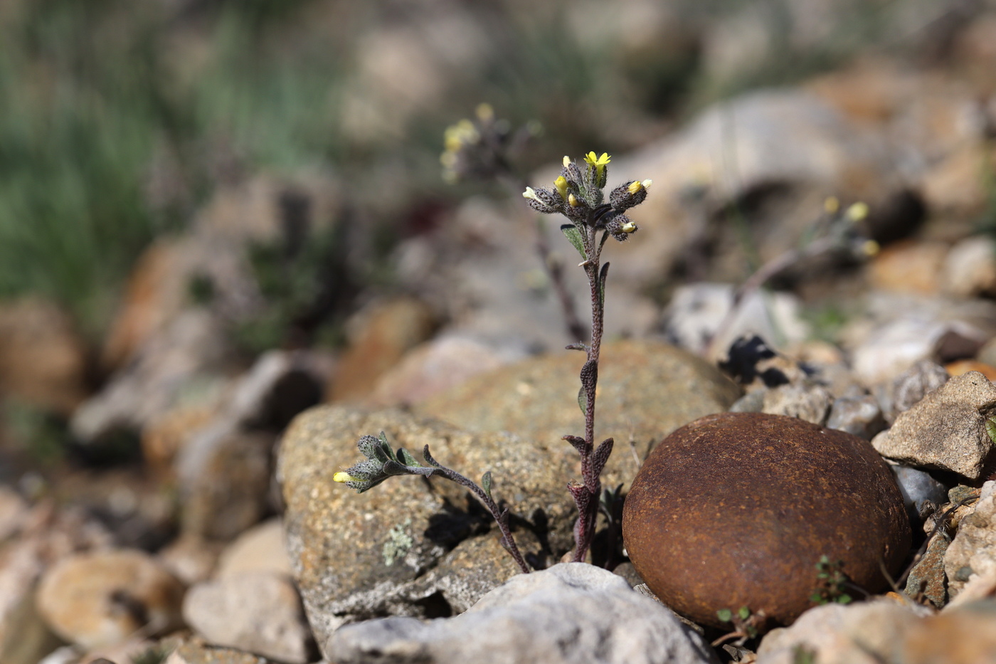 Image of Alyssum smyrnaeum specimen.
