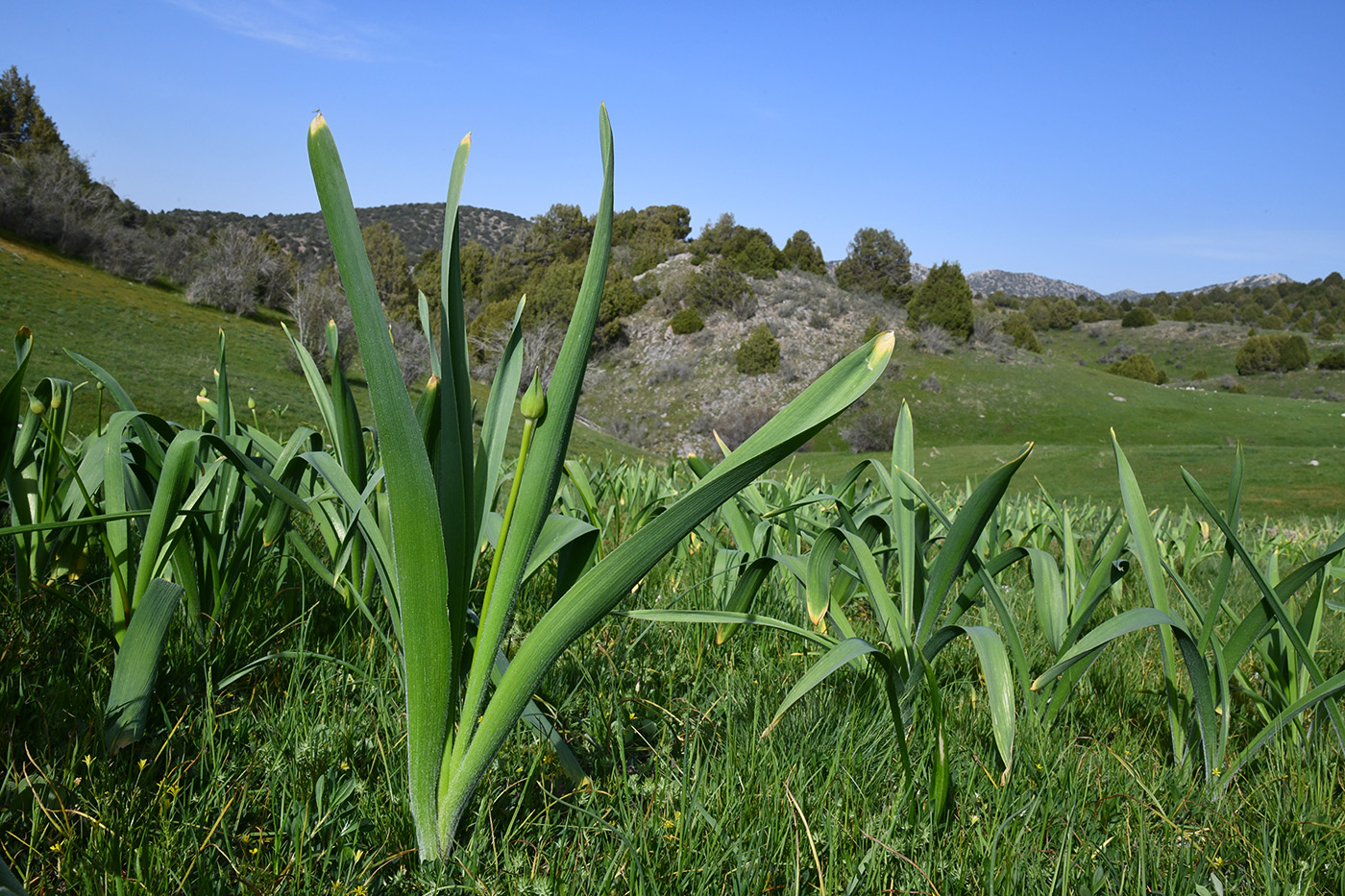 Изображение особи род Allium.