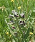 unknown species. Верхушка цветущего растения. Грузия, край Самцхе-Джавахети, край Эрушетского нагорья (800 м до заброшенного селения Зеда-Тмогви), выс. 1800 м н.у.м., луг. 29 мая 2025 г.