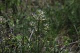 genus Thalictrum. Часть растения. Казахстан, Таласский Алатау, плато каньона р. Аксу. 01.05.2026.