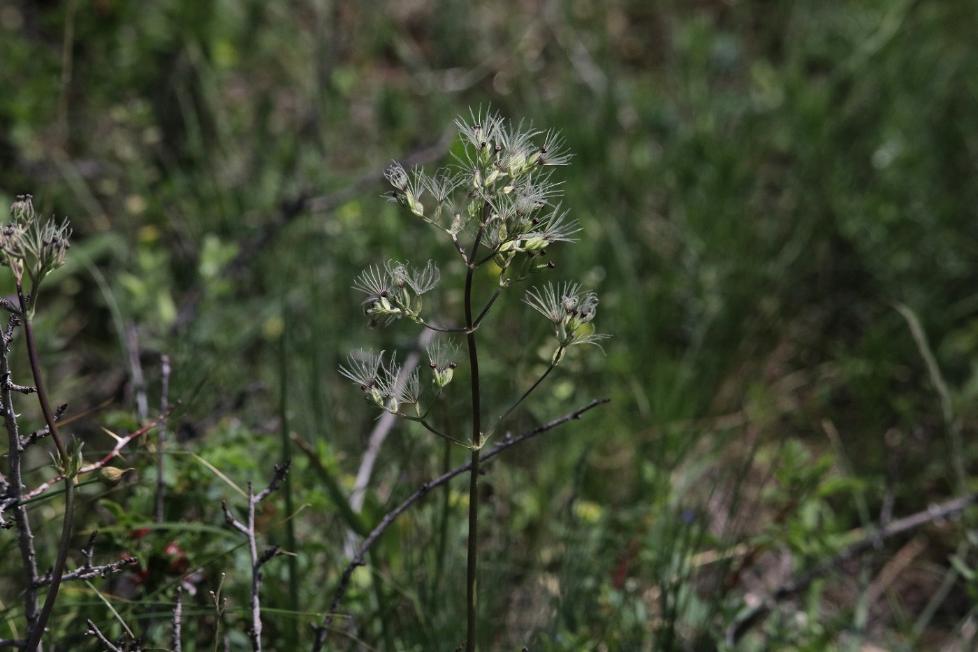 Image of genus Thalictrum specimen.
