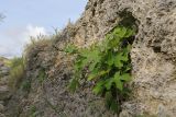 Ficus carica. Молодое деревце в скале. Крым, Севастополь, Инкерман. 31.05.2026.