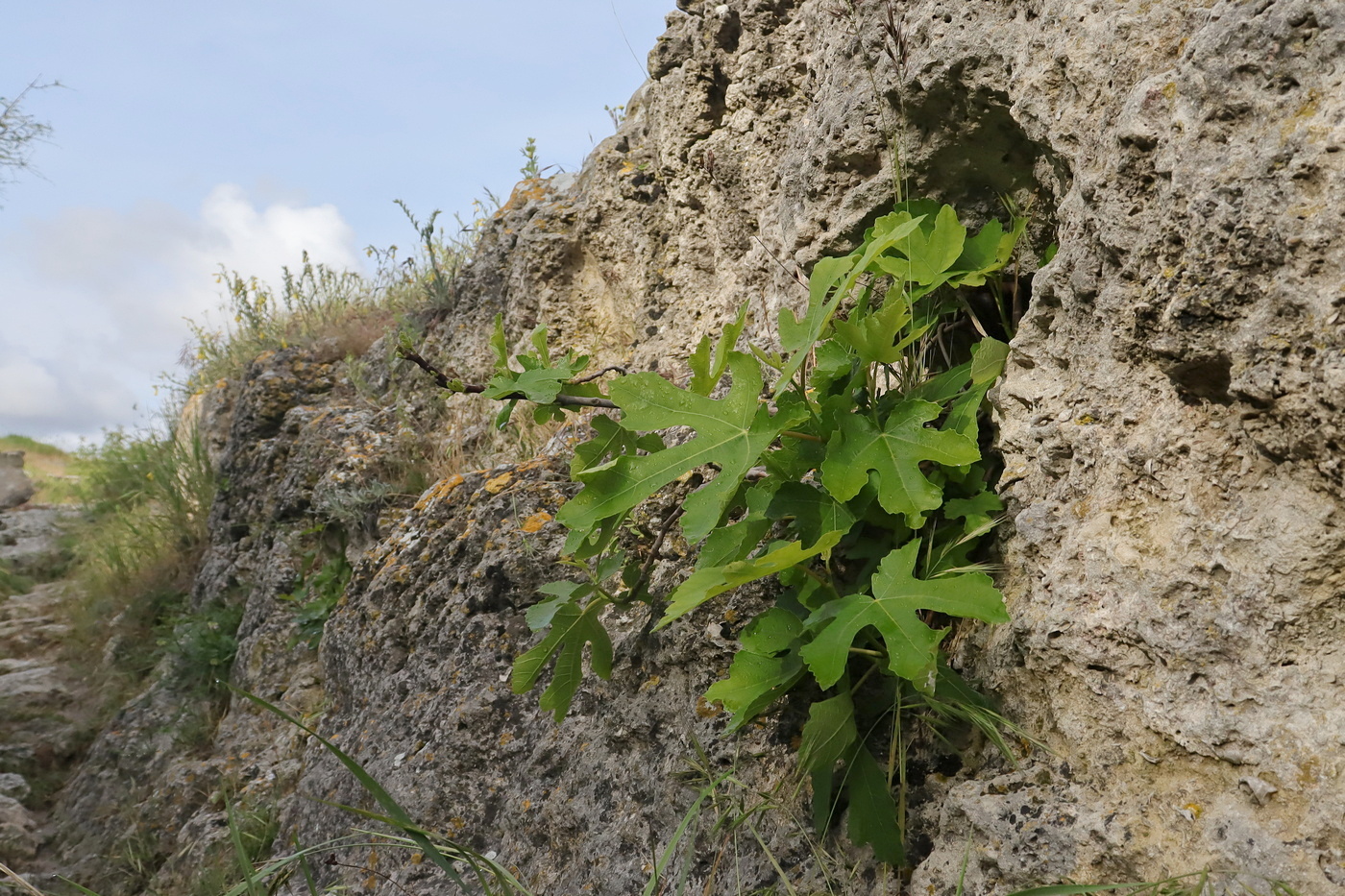 Image of Ficus carica specimen.