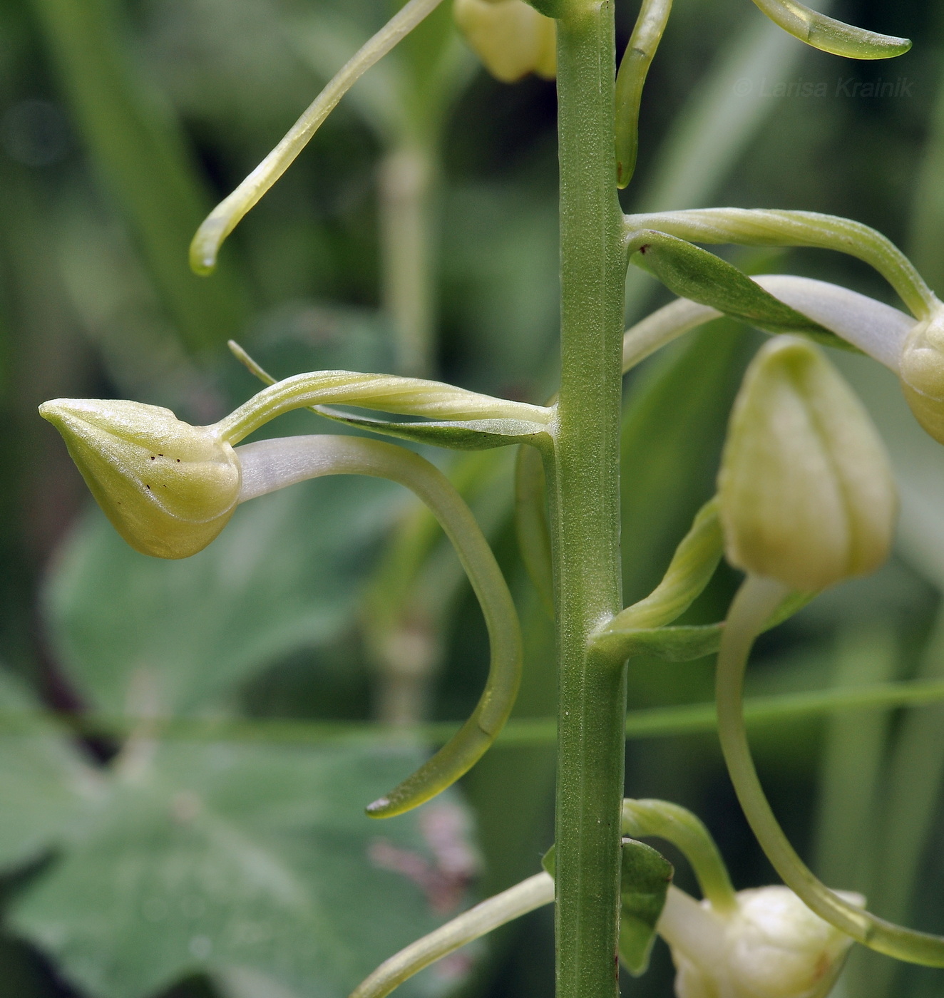 Image of Platanthera densa specimen.